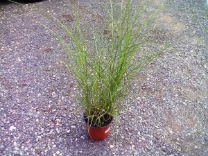 Miscanthus sinensis ´Silberfeder´ - ozdobnice čínská