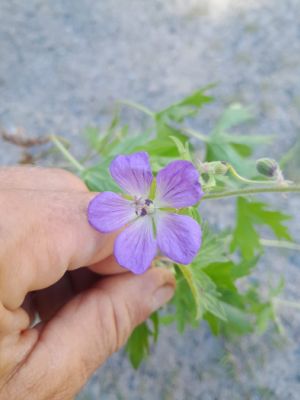 Geranium himalayense 'Johnson's Blue' - kakost himalájský 