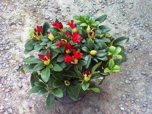 Rhododendron (R) 'Bengal' - pěnišník