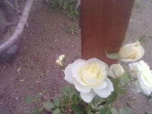  Rosa 'Crazy in Love Vanilla' - pnoucí růže