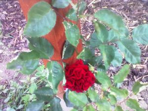 Rose 'Crazy in Love Red' - růže pnoucí