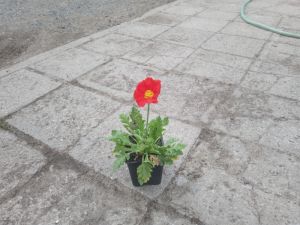 Papaver nudicaule ''Spring Fever Red'' - mák nahoprutý