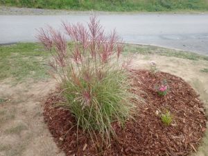 MIscanthus sinensis 'Red Chief' - ozdobnice čínská