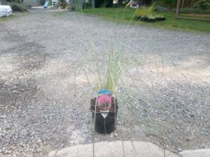 Muhlenbergia capillaris - muhla mexická červená