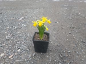 Narcissus cyclamineus 'Tete a Tete'