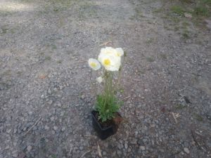 Papaver nudicaule 'Spring Fever White' - mák 