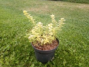 Origanum vulgare 'Aureum' - oregáno, dobromysl.