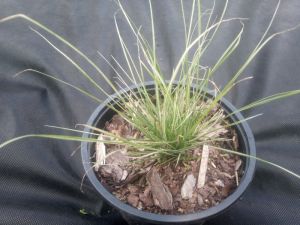 Pennisetum alopecuroides 'Little Honey' - dochan psárkovitý