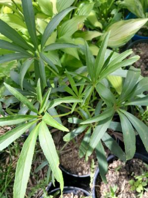 Helleborus foetidus - čemeřice smrdutá