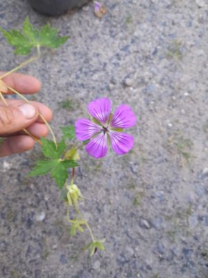 Geranium hybridum ´Kelly Anne´ - kakost hybridní