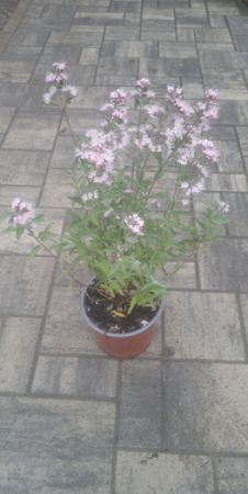 Caryopteris clandonensis - ořechokřídlec clandonský 'Stephi' - ořechoplodec