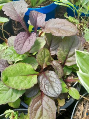 Ajuga reptans 'Catlin's Giant' - zběhovec plazivý