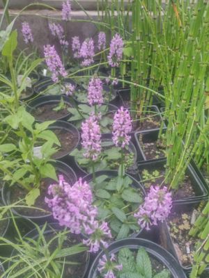 Stachys officinalis 'Ukkie' - čistec lékařský