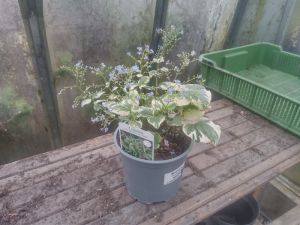 Brunnera macrophylla 'Variegata' pomněnkovec velkolistý