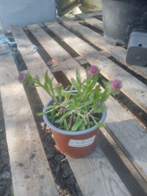 Aster alpinus 'Violet' - hvězdnice alpská