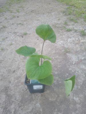 Brunnera macrophylla - pomněnkovec velkolistý