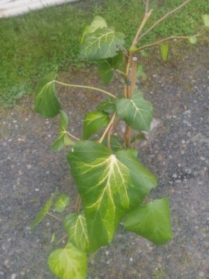 Hedera colchica 'SULPHUR HEART' - břečťan kavkazský.