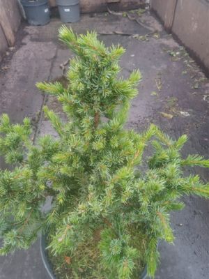 Picea omorika 'Woodan' - smrk Pančicuv