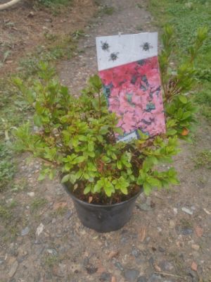 Azalea japonica 'Geisha Red' - azalka japonská 