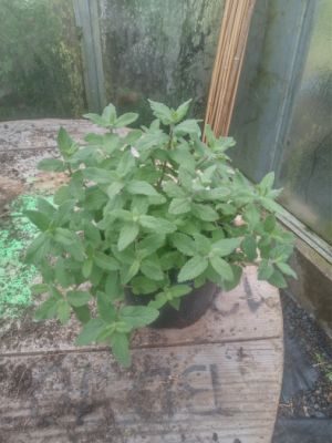 Nepeta grandiflora 'Bramdean' - santa velkokvětá 