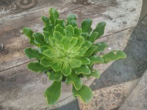 Lewisia cotyledon 'Mountain Dreams' - lewisie