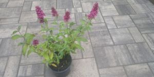 Buddleja davidii 'Funky Fuchsia' - komule davidova