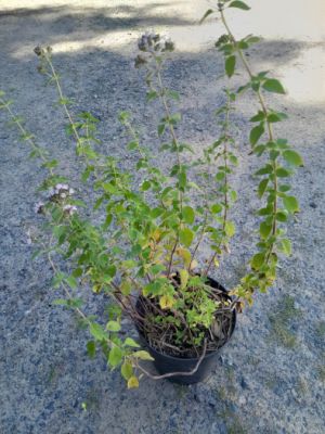 Origanum vul. 'Vitara® Green' - dobromysl obecný