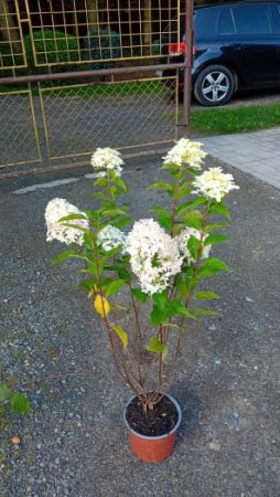 Hydrangea paniculata 'Skyfall'® - hortenzie latnatá
