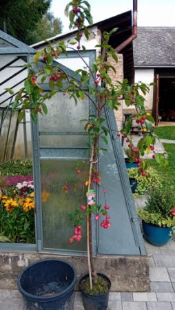 Malus domestica 'Maypole' - jabloň domácí