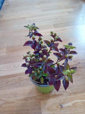 Lippia dulcis 'Colada' - lipie Aztécká, aztézský cukr