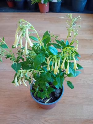 Phygelius " Candy Drops Cream " ® - kapská fuchsie