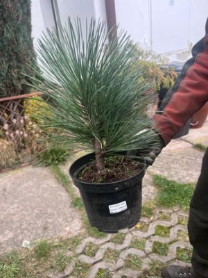 Borovice Jeffreyova 'Joppi' - borovice Jeffreyova