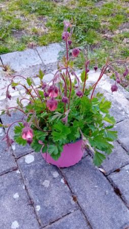 Geum bol. 'Leonard's Variety' - kuklík 