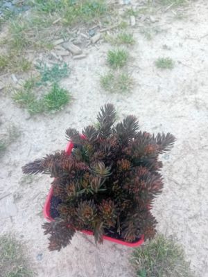 Sedum hakonense 'Chocolate Ball' - rozchodník 