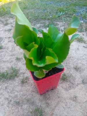 Bergenia cordifolia 'Winterglut' - bergénie srdčitolistá