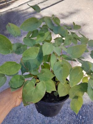 Epimedium x rubrum- škornice červená