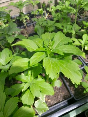 Pachysandra terminalis - tlustonitník klasnatý 