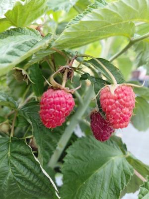 Rubus idaeus 'Autumn bliss' - maliník - remontantní