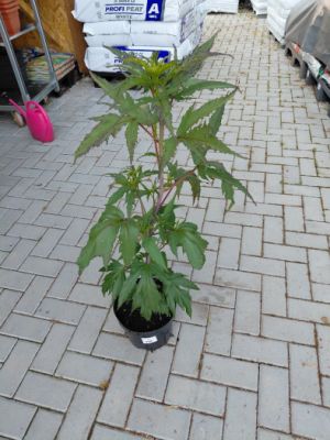 Hibiscus moscheutos 'Fantasia - ibišek bahenní