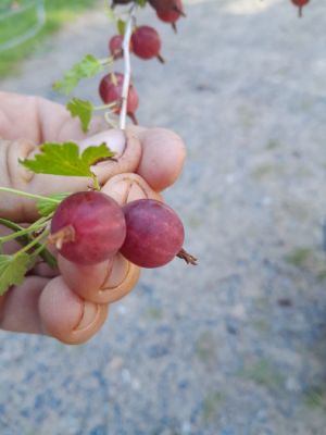 Ribes uva crispa 'Krasnoslavjanskij' - angrešt 'Krasnoslavjanskij'