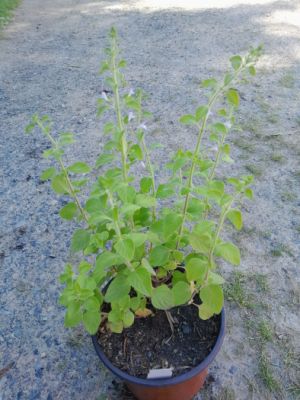 Calamintha nepeta 'Blue Cloud' - marulka lékařská