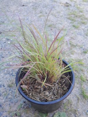 Schizachyrium scoparium 'Twilight Zone' - vousatice metlatá