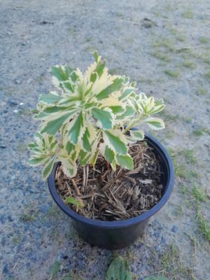 Sedum takesimense 'Atlantis' - rozchodník 'Atlantis'
