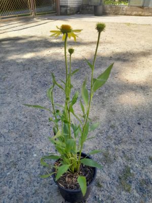 Echinacea 'Fountain Yellow' - třapatka 'Fountain Yellow'