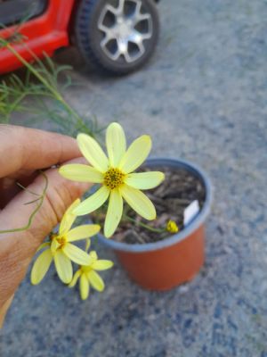 Coreopsis verticillata 'Moonbeam' - krásnoočko přeslenité