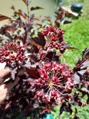 Physocarpus opulifolius 'Diabolo' - tavola kalinolistá