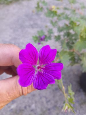 Geranium sanguineum - kakost krvavý