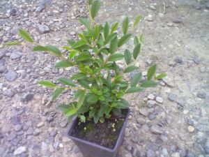 Cotoneaster salicifolius 'Parkteppich' - skalník vrbolistý