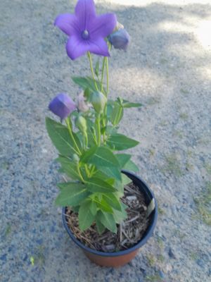 Platycodon grandiflorus ´Astra Blue´ - boubelka velkokvětá