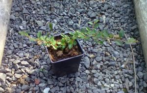 Cotoneaster dammeri ´Eichholz´ - skalník Dammerův